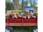 Golden Retriever Puppy for sale in Coloma, WI, USA