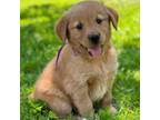 Golden Retriever Puppy for sale in Swanton, MD, USA