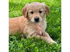 Golden Retriever Puppy for sale in Swanton, MD, USA