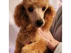 Poodle (Toy) Puppy for sale in Hinckley, IL, USA
