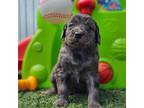 Mutt Puppy for sale in Boyden, IA, USA