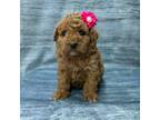 Mutt Puppy for sale in Centralia, KS, USA