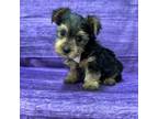 Yorkshire Terrier Puppy for sale in Centralia, KS, USA