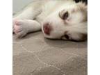 Siberian Husky Puppy for sale in Katy, TX, USA