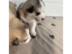 Siberian Husky Puppy for sale in Katy, TX, USA