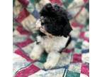 Mal-Shi Puppy for sale in Hudson, FL, USA