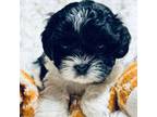 Mal-Shi Puppy for sale in Hudson, FL, USA