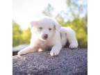 Australian Shepherd Puppy for sale in Minneapolis, MN, USA