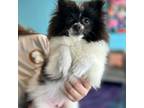 Pomeranian Puppy for sale in Hollywood, FL, USA