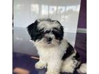 Shih Tzu Puppy for sale in Hollywood, FL, USA