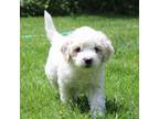 Mutt Puppy for sale in Grants Pass, OR, USA