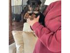 Rottweiler Puppy for sale in Monroe, WA, USA