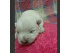 West Highland White Terrier Puppy for sale in Alvaton, KY, USA