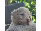 Labradoodle Puppy for sale in Virginia Beach, VA, USA