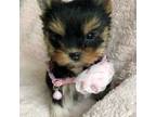 Yorkshire Terrier Puppy for sale in Southfield, MI, USA