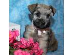 Schnauzer (Miniature) Puppy for sale in Tenaha, TX, USA