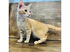 Samuel Domestic Shorthair Kitten Male