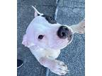 Iris American Pit Bull Terrier Young Female