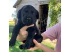Labrador Retriever Puppy for sale in Hutchinson, KS, USA