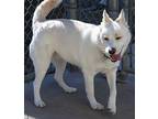 Willow Husky Adult Female