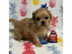 Mutt Puppy for sale in Garrison, TX, USA