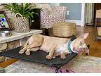 Audi, American Staffordshire Terrier For Adoption In Pittsboro, North Carolina