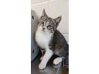 Captain Purrcard, Domestic Shorthair For Adoption In Apple Valley, California