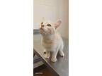 Beeker, Domestic Shorthair For Adoption In Apple Valley, California