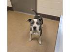 Lola, American Pit Bull Terrier For Adoption In Apple Valley, California