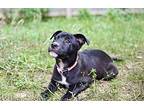 Baby Sage, American Pit Bull Terrier For Adoption In Johnston, Rhode Island