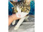 Mcnugget, Domestic Shorthair For Adoption In Wintersville, Ohio