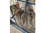 Carlos 2, Maine Coon For Adoption In New Braunfels, Texas