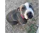 Kiyoma, American Pit Bull Terrier For Adoption In Neosho, Missouri