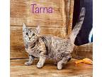 Tarna Domestic Shorthair Kitten Female