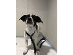 Patches*, Terrier (unknown Type, Medium) For Adoption In Pomona, California