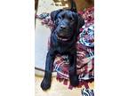 Howie/zero, Labrador Retriever For Adoption In Parlier, California