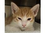 Griffin, Domestic Shorthair For Adoption In Milpitas, California
