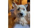 Francis, Cairn Terrier For Adoption In Concord, California