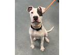 One For The Road, American Pit Bull Terrier For Adoption In Richmond, Virginia