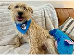 Buckaroo Boy, Terrier (unknown Type, Medium) For Adoption In Provo, Utah