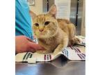 Kevin Domestic Shorthair Adult Male