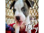 Toby Summer, American Pit Bull Terrier For Adoption In Provo, Utah
