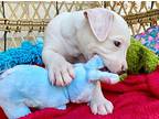 Tiny Summer, American Pit Bull Terrier For Adoption In Provo, Utah