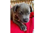 Rosie Summer, American Pit Bull Terrier For Adoption In Provo, Utah