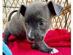Faith Summer, American Pit Bull Terrier For Adoption In Provo, Utah