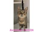 Cat Condo #13, Domestic Shorthair For Adoption In Greenville, Texas