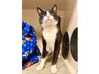Ghost Jimmy, Domestic Shorthair For Adoption In Duluth, Minnesota