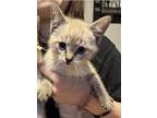Moana, Siamese For Adoption In Spring Branch, Texas