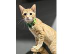 Archie, Domestic Shorthair For Adoption In Sioux Falls, South Dakota