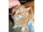 Sunny D, Domestic Mediumhair For Adoption In Chicago, Illinois